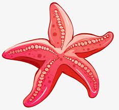 Red Starfish Dessin Etoile De Mer Etoile De Mer Clip Art