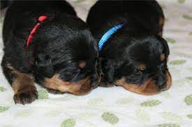 Adopt boomer a labrador retriever, rottweiler. Akc German Rottweiler Puppies For Sale In Salem Oregon Classified Americanlisted Com
