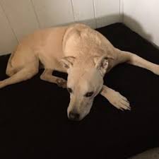 Holistic pet cuisine your all natural and holistic pet food store in boca raton. Best Holistic Vet Near Me February 2021 Find Nearby Holistic Vet Reviews Yelp