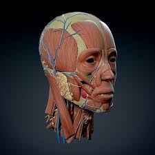 This Is Image Human Anatomy 3d Models On Cgtrader Marketplace An Online Platform Where Designers Can Buy Sell Or Download Free 3d Models 3d Models Can Be Used