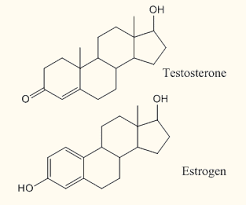 Testosterone is secreted in the testes of men and the ovaries of women. Organic Compound 2 Lipids