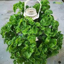 Cara untuk menanam adalah dengan keratan batang. Baja Milagro Cara Mudah Tanam Bayam Brazil Dalam Bekas Facebook