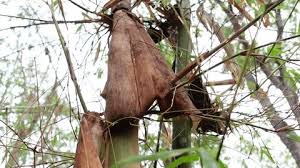 Image result for Mucuna poggei