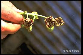 Image result for Monimiaceae