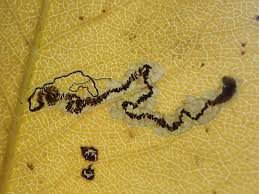 Image result for Stigmella pyri