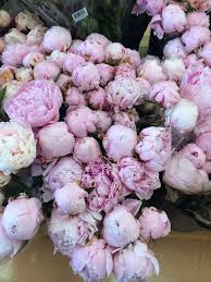 C Est Toi Pour Moi Moi Pour Toi Dans La Vie Pretty Flowers Flowers Nature Beautiful Flowers