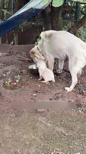 Mom Dog Bites Puppy to Dead | TikTok