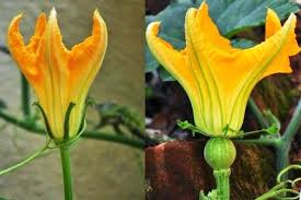 The center stamen contains the pollen. Pumpkin Flowers Leaf Root Fruit Gardening Services
