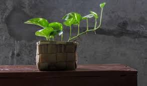 Maybe you would like to learn more about one of these? How To Grow Money Plant Faster 7 Super Easy Tips Gardening Tips And Tricks