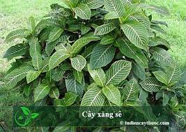 Check spelling or type a new query. Cay XÄƒng Se Chá»¯a Bá»‡nh Dáº¡ Day LÆ°u Y Va Bai Thuá»'c Chá»¯a Bá»‡nh