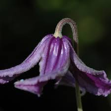 Maybe you would like to learn more about one of these? Clematis Integrifolia Krautig Wachsend Mit Einzelnen Glockchen Clematis Online Kaufen