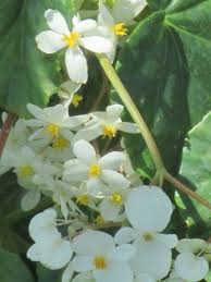 Maybe you would like to learn more about one of these? Begonia Oderata Or White Angel Wing Great Soft Blooms Sun Or Shade Life Expectancy 2 To 5 Years Depending On White Angel Wings Tropical Garden Begonia