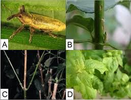 Image result for Stomatanthes africanus