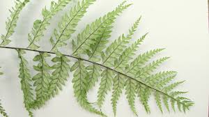 Image result for Pityrogramma calomelanos