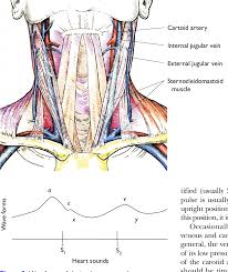 Arteries carry blood loaded with oxygen from your heart to the rest of your body. Inspection Of Neck Veins Semantic Scholar