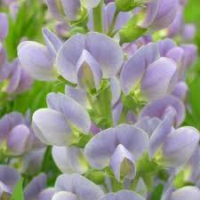 'carolina moonlight' is a vigorous cross between. Baptisia Farberhulse