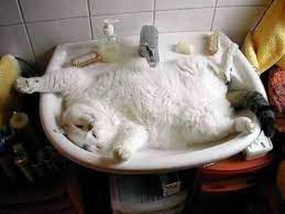 洗面台 猫 google 検索 ねこ 猫 猫 かわいい 画像