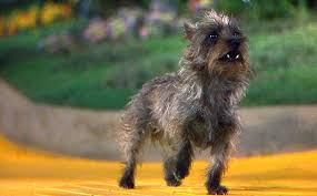 We have rounded up the best names from movies. 48 Best Dog Names From Movies Tv Famous Male Female Dogs