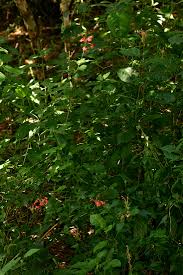 Image result for Ruspolia seticalyx