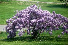 And since it's a sterile plant, it won't take over your yard like many other varieties of wisteria. American Wisteria Wisteria Frutescens Blue Moon Wisteria Wisteria Tree Chinese Wisteria American Wisteria