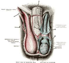 For right now we show. Inguinal Canal Wikipedia