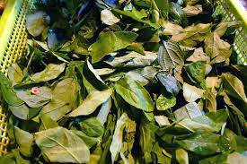 .katuk, cekur manis and sayur manis in malay, mani cai in chinese, pak waan in thai, amame shiba in japanese, and sweet leaf and star gooseberry in english, sayur manis leaves are extremely popular in southeast asia and are known for their flavor as manis means sweet. Sayur Manis Delicious But Also Deadly Greens From Borneo The Salt Npr