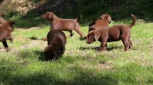 We have a litter of gorgeous chunky chocolate labrador puppies for sale. Chocolate Labrador Puppies For Sale Youtube