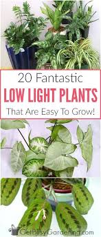 20 Low Light Indoor Plants That Are Easy To Grow Low Light House Plants Low Light Plants Indoor Plants Low Light
