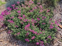Image result for Pelargonium