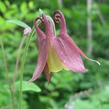Image result for Aquilegia pompom mix