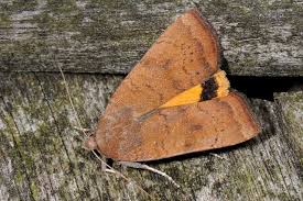 Image result for Noctua interjecta