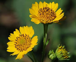 Image result for Verbesina encelioides