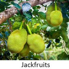 Fruit trees such as peaches, plums and avocados are easy to grow in south texas. How To Grow Backyard Fruit Trees