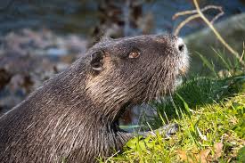 Tutta europa, con l‛eccezione di grecia, spagna habitat: Nutria Topo Castoro D Acqua Foto Gratis Su Pixabay