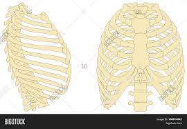 The human rib cage, also known as the thoracic cage, is a bony and cartilaginous structure which surrounds the thoracic cavity and supports the ribs the ribs are elastic arches of bone, which form a large part of the thoracic skeleton. Human Rib Cage Anatomy Image Photo Free Trial Bigstock
