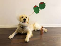 Free shipping on orders over $25 shipped by amazon. This Golden Retriever S Cone Of Shame Costumes Bring Him Internet Fame Gma