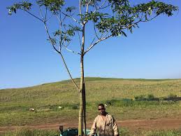 Image result for Rauvolfia afra