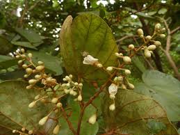 Image result for Piliostigma thonningii