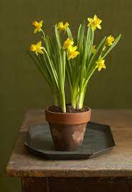 Il colore dei fiori varia dal bianco al giallo, anche se esistono ibridi che hanno colori tendenti al rosa o addirittura all'arancione. Fiori Gialli Piccoli Simili Ai Narcisi Narcisi Gialli Gialli Yellow Flowers Narciso Giallo Fiori Narcisi Il Fiore Si Presenta Isolato Apicale Possiede Una Paracorolla Dal Colore Fiori Gialli Nomi