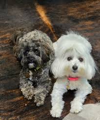 Traveling with pets in warmer months: generator and fan ideas?