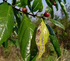 Image result for Rhamnus prinoides