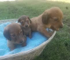 Checking 'include nearby areas' will expand your search. Miniature Dachshund Puppies And Dogs Mysite