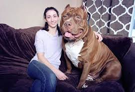 At 173 Pounds Hulk Might Be The Worlds Biggest Pitbull And Hes Still Growing Https Ift Tt 2ecsexm Big Pitbull Pitbulls Huge Dogs