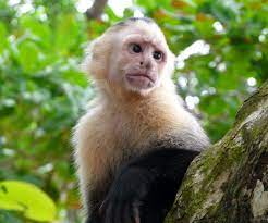 Animal News Types Of Monkeys Monkey Breeds Capuchin Monkey