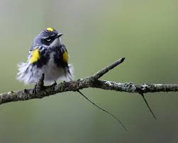 Its ability to use these fruits allows it to winter farther north than other warblers, sometimes as far north as newfoundland. Yellow Rumped Warbler Music Of Nature