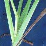 Image result for Paspalum plicatulum