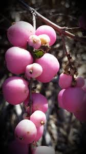 The clustered fruits remain … Pin On Fruties