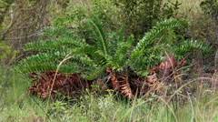 Image result for Encephalartos schmitzii
