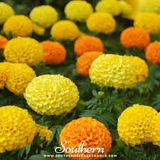 Image result for tagetes)