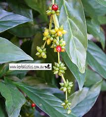 Image result for Psychotria auxopoda